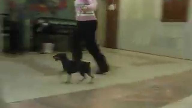 хендлинг 2 смотреть онлайн