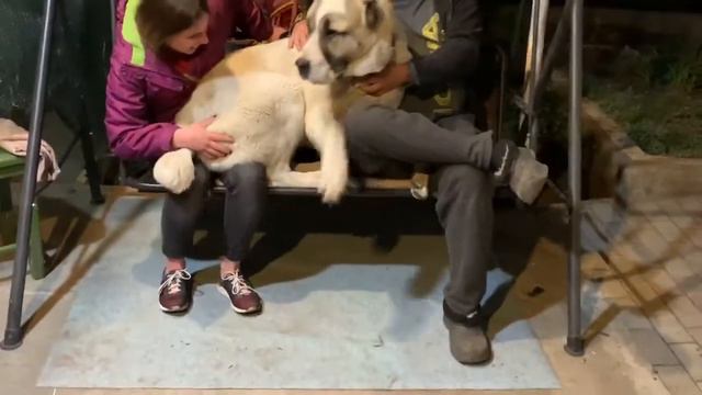 очень вежливый алабайчик хочет сесть с папой на качельку