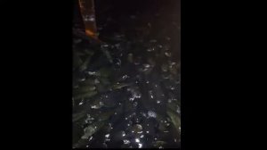 Рыбалка пруд Сухой-2. Пензенская область, Неверкино