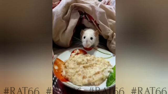 Декоративные крысы прекрасны #rat66