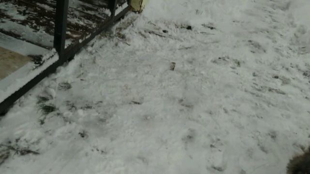 Договорился с собакой смотреть онлайн