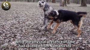 Disabled Man Walks His Dog Every Morning, Until People Discover He is Hiding an Unbelievable Secret