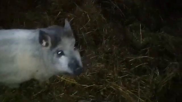 Чтобы куры хорошо неслись!