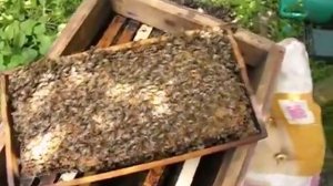 ответ на вопрос - сколько лет может нормально работать матка в семье пчел