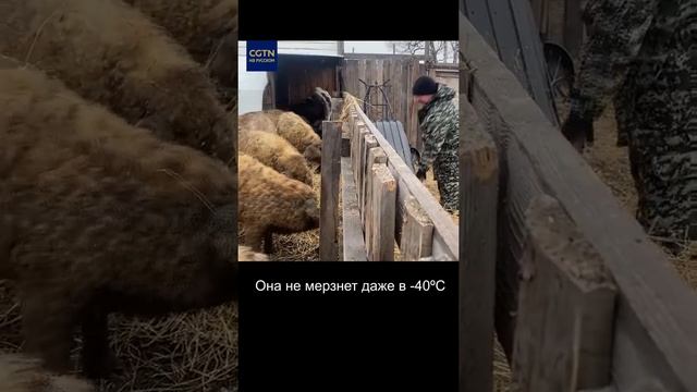 #ЛюдиДела (83) Кудрявые поросята смотреть онлайн