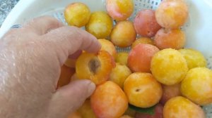 #exoticplants #exotic Априум ( гибрид абрикоса и сливы)