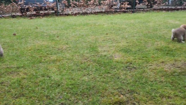 Ochi, Miko, Emi and Kaito goes to the puppy garden for their needs for the first time. смотреть онлайн