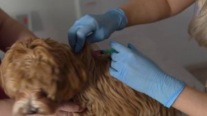 Как сделать подкожную инъекцию 💉 в холку собаке или кошке.
