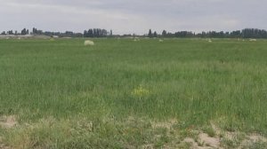 (1294) собаки охотятся на лису