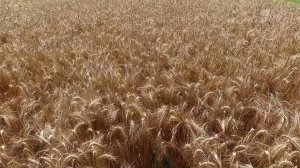 2016 год в России может стать рекордным по урожаю пшеницы и других зерновых культур