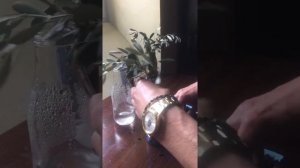 Маслины как вырастить дома, черенкование оливок.  Видео 2.
