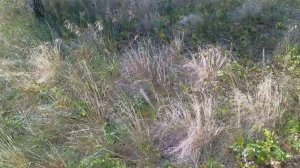 Охота на тетерева