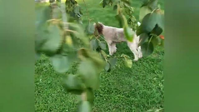 Лаготтодетки_Луна смотреть онлайн