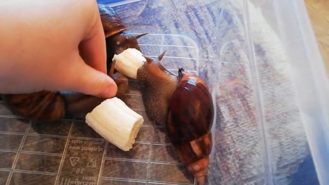 Улитки ахатины смотреть онлайн