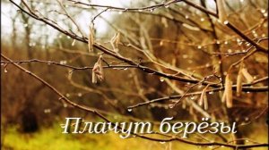 Плачут берёзы