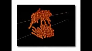 Жизненный цикл клетки