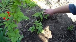 Посадка малины корневыми отпрысками