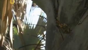 Жизнь без цивилизации. Племена Африки - Динка