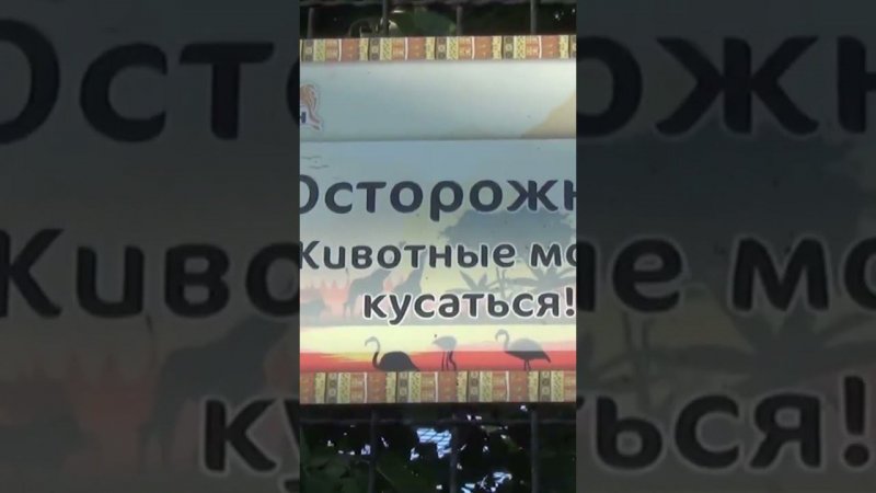 Безопасность в парке львов Тайган