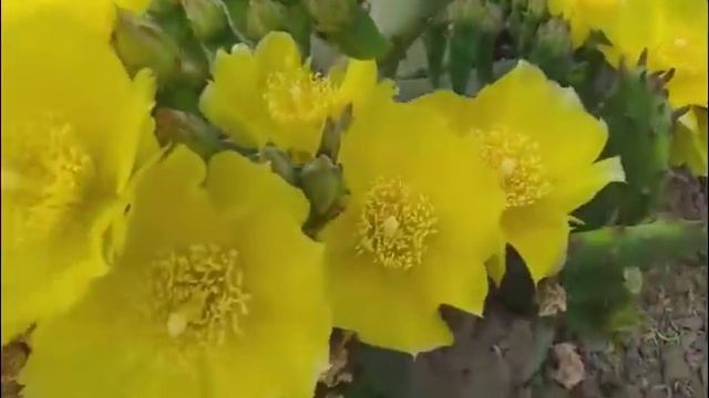 Цветение кактуса на улице смотреть онлайн