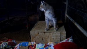 НОЧЬ В КЛЕТКЕ С РЫСЬЮ ! 24 ЧАСА ЧЕЛЛЕНДЖ / A NIGHT IN A CAGE WITH A LYNX. 24 HOURS CHALLENGE