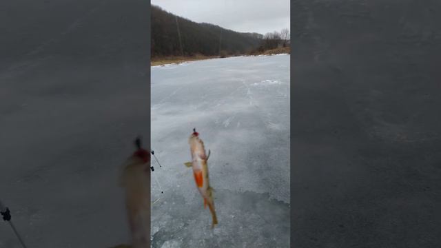 Рыбалка на МОРМЫШКУ ❄️ 🕳️🐟🎣 река ЗУША ❄️ 🐟🌨️🐟🕳️🐟🎣🐟