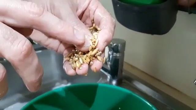 Вкуснейший домашний ржаной хлеб CalaBusa Vegan Pan centeno vivo! смотреть онлайн