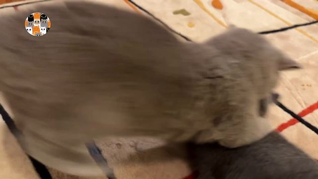 33 КОТЁНКА СМЕШНЫЕ КОТИКИ ИЛИ МАЛЕНЬКИЕ  КОТЯТА - ГНОМИКИ