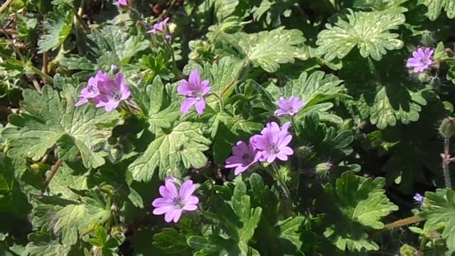 Geranio de los caminos: Geranium molle (www.riomoros.com) смотреть онлайн