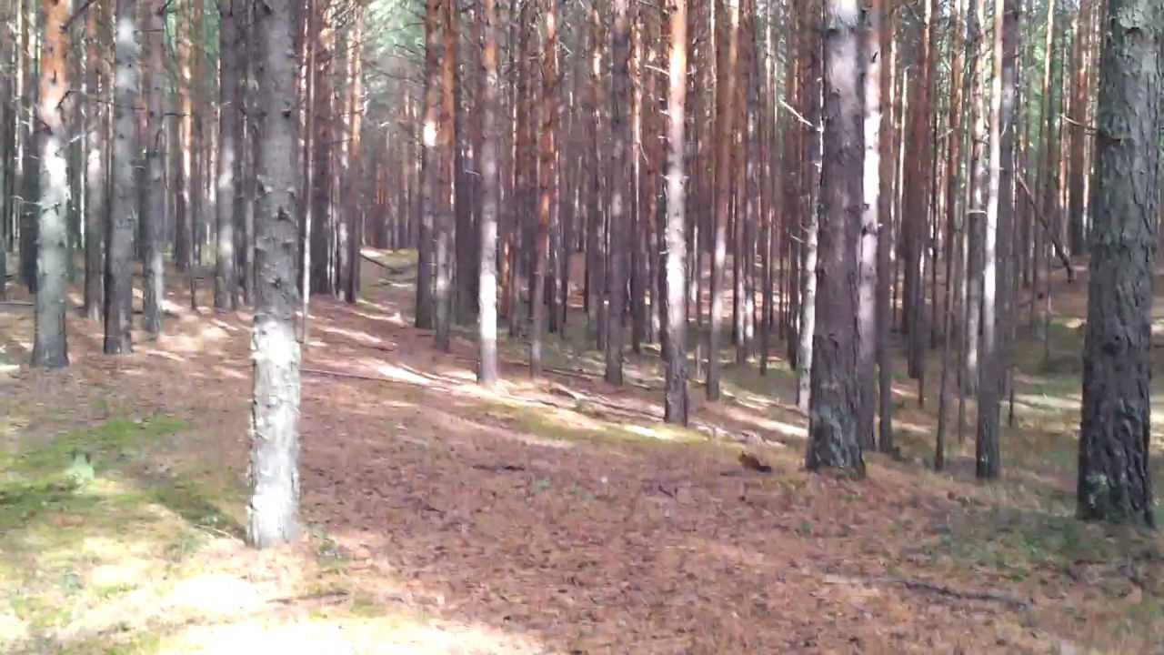 Белка смотреть онлайн