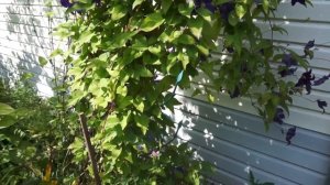 Клематис синий