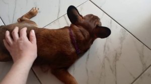 Первая прививка щенку. Французский бульдог