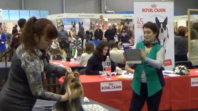 кобели открытый смотреть онлайн