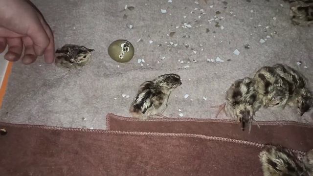 Вывод фазанов в инкубаторе. Огородным работам нет конца и края. 31 мая 2021 г. смотреть онлайн