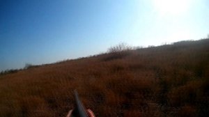 Мастер маскировки . Охота с ТОЗ-34