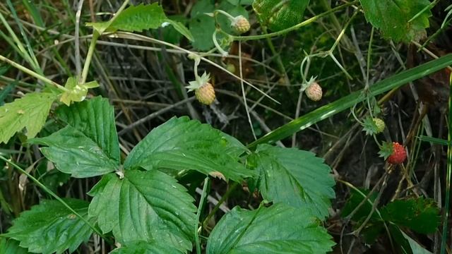 окунь летом на отводной смотреть онлайн