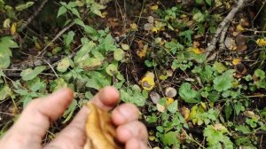 Сезон опят. Как выглядят опята