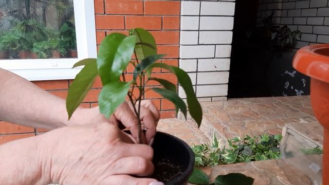 Окулировка лимона смотреть онлайн