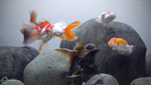 ТОП самых неприхотливых аквариумных рыбок для начинающих. Рубим правду-матку! смотреть онлайн