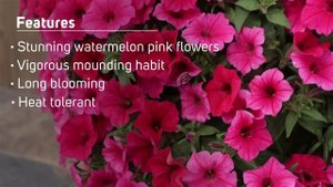 Supertunia Vista Paradise Petunia from Proven Winners