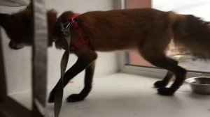 Лиса "гавкает"