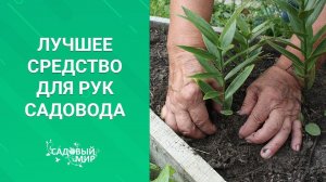 Берегите руки при работе с томатами. Отличное средство для садоводов.