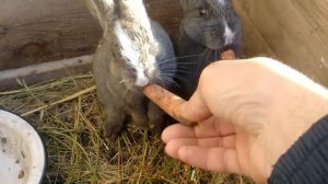 Кролики кушают морковку)