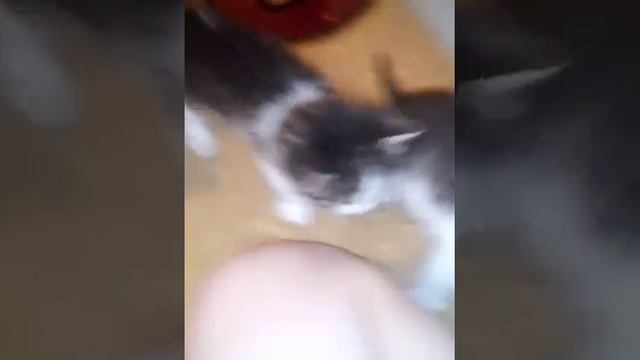 Котята научились пить молоко смотреть онлайн