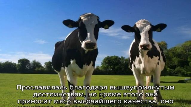 Породы коров