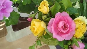 Трипсы на розах