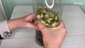 Наращиваем корневую хойи. Особенности ухода за хойей.