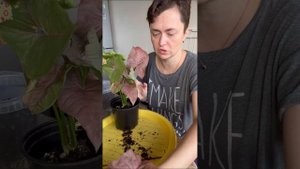 Сингониум Пинк Неон и ответы на вопросы.