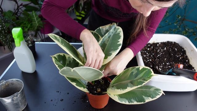 Фикус каучуконосный размножение с результатом!? Сорта: Тинеке, Абиджан, Белиз смотреть онлайн