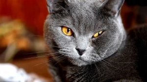 British Shorthair Cat 101 - Learn EVERYTHING About Them!!